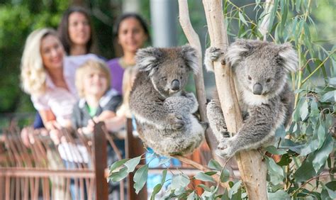 melbournelocanto|Casual encounters Melbourne 